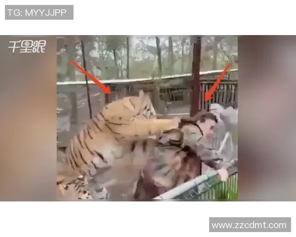 墨西哥老虎与美洲狮的生存之战谁能称霸野生动物界 墨西哥老虎与美洲狮的生存之战谁能称霸野生动物界